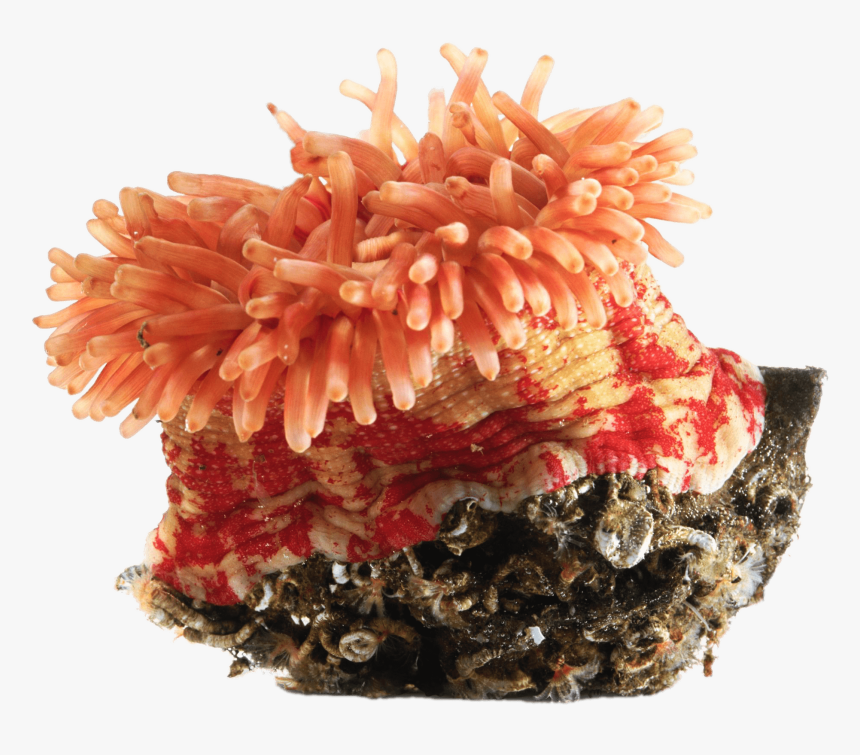 Orange Sea Anemone Sea Anemone Clip Art, HD Png Download