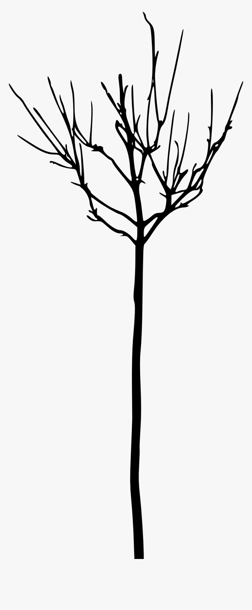 Leafless Tree Branch Transparent, HD Png Download