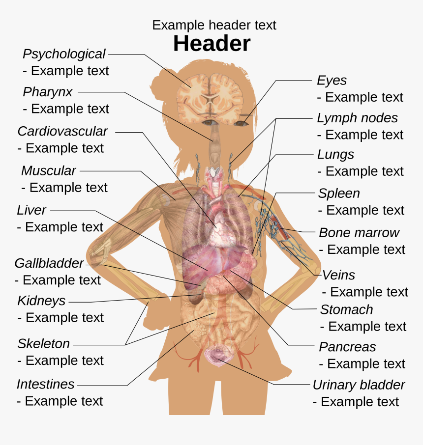 Girl Diagram Template - Girl Human Body Diagram, HD Png Download