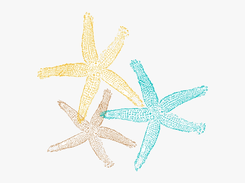 Starfish Sea Star Pic Clipart No Background Free Images Starfish