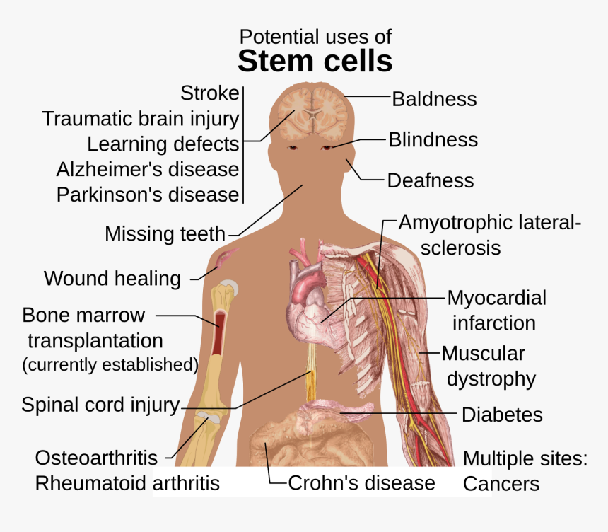 Can Stem Cells Be Used, HD Png Download