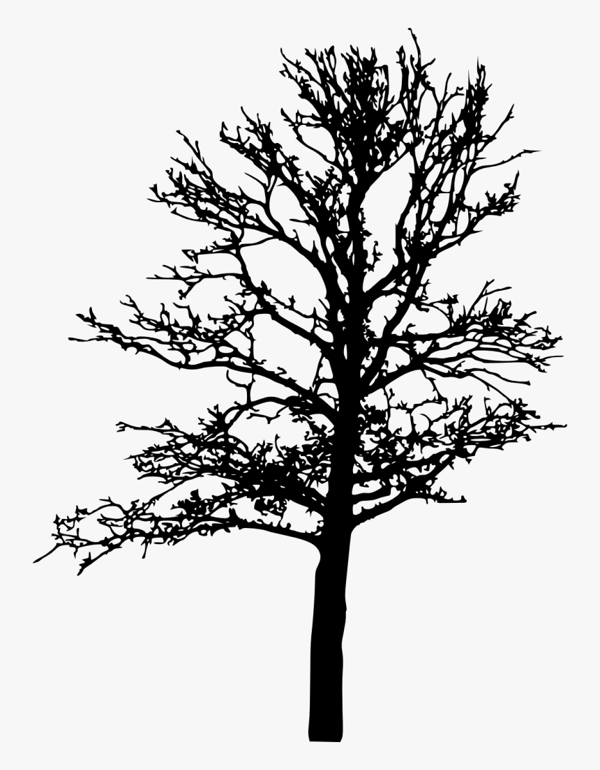 Bare Tree Silhouette Png, Transparent Png
