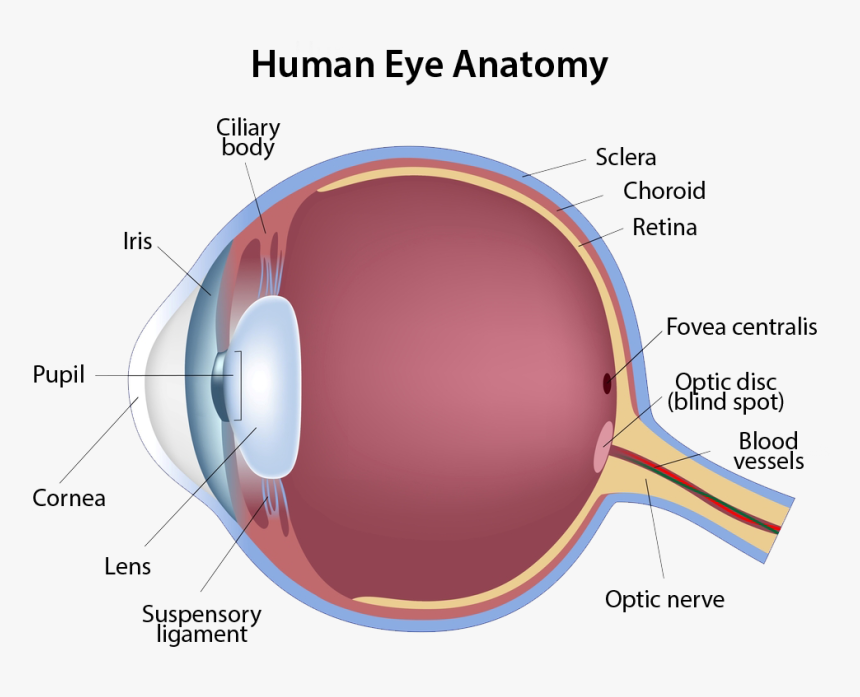 Human Eye Anatomy - Eye Anatomy, HD Png Download