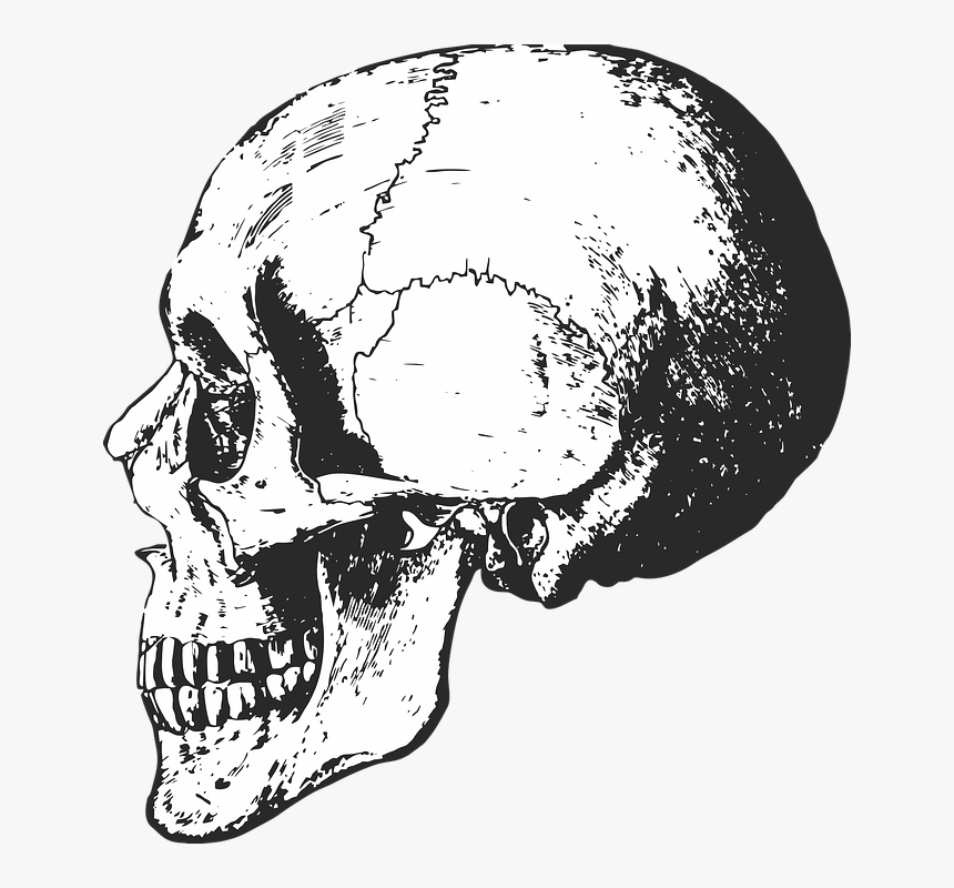 Skeleton, Skull, Bones, Halloween, Dead, Horror, Death - Black And White Skeleton Skull, HD Png Download