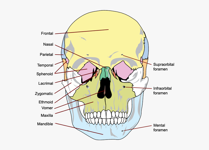 All Bone Of The Skull, HD Png Download