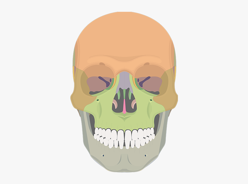 Maxillary Process Of Zygomatic Bone, HD Png Download