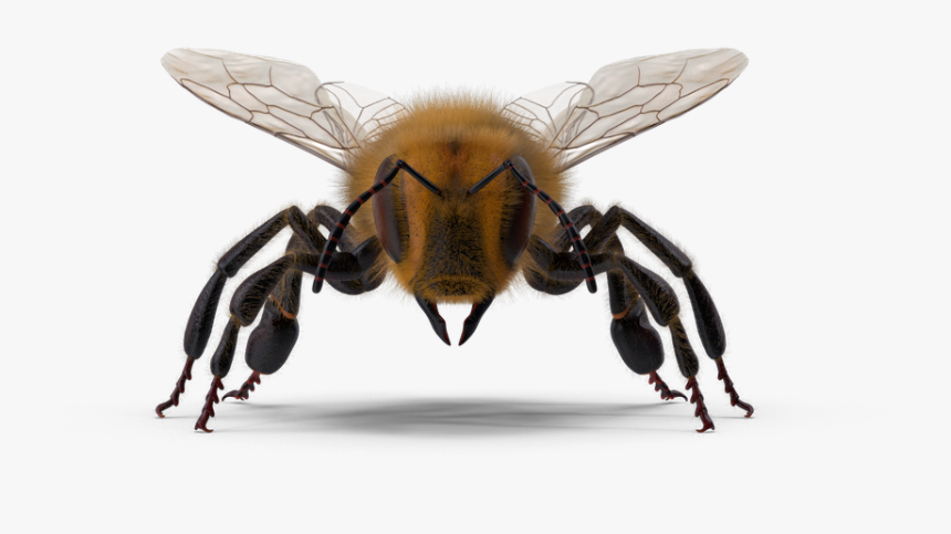 Honeybee, HD Png Download