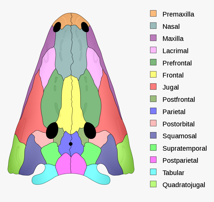 Temnospondyl Skull, HD Png Download