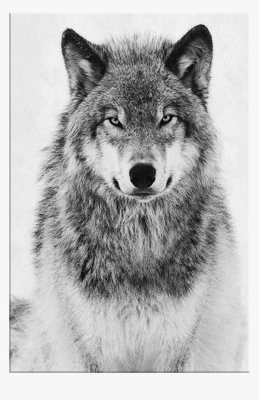 Snow Wolf Png, Transparent Png