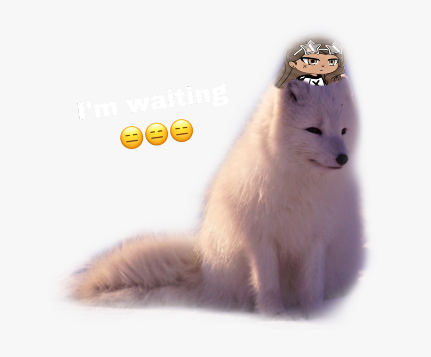 #snow #wolf #sad - Ferret, HD Png Download