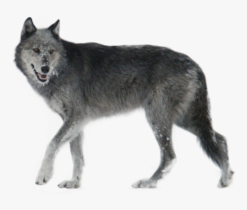Wolf Png Transparent Images - Wolf Png, Png Download