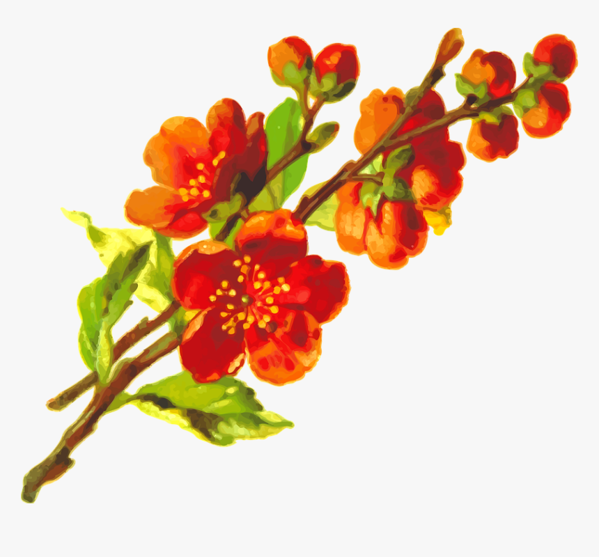 Flora, Floral, Flower, Plant - Orange Flower Png Aesthetic, Transparent Png