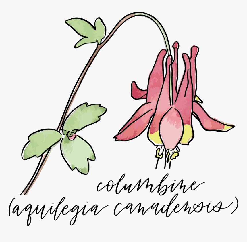 Transparent Columbine Png, Png Download