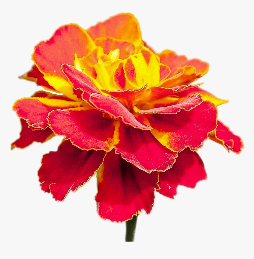 Flor Roja Con Amarillo, HD Png Download