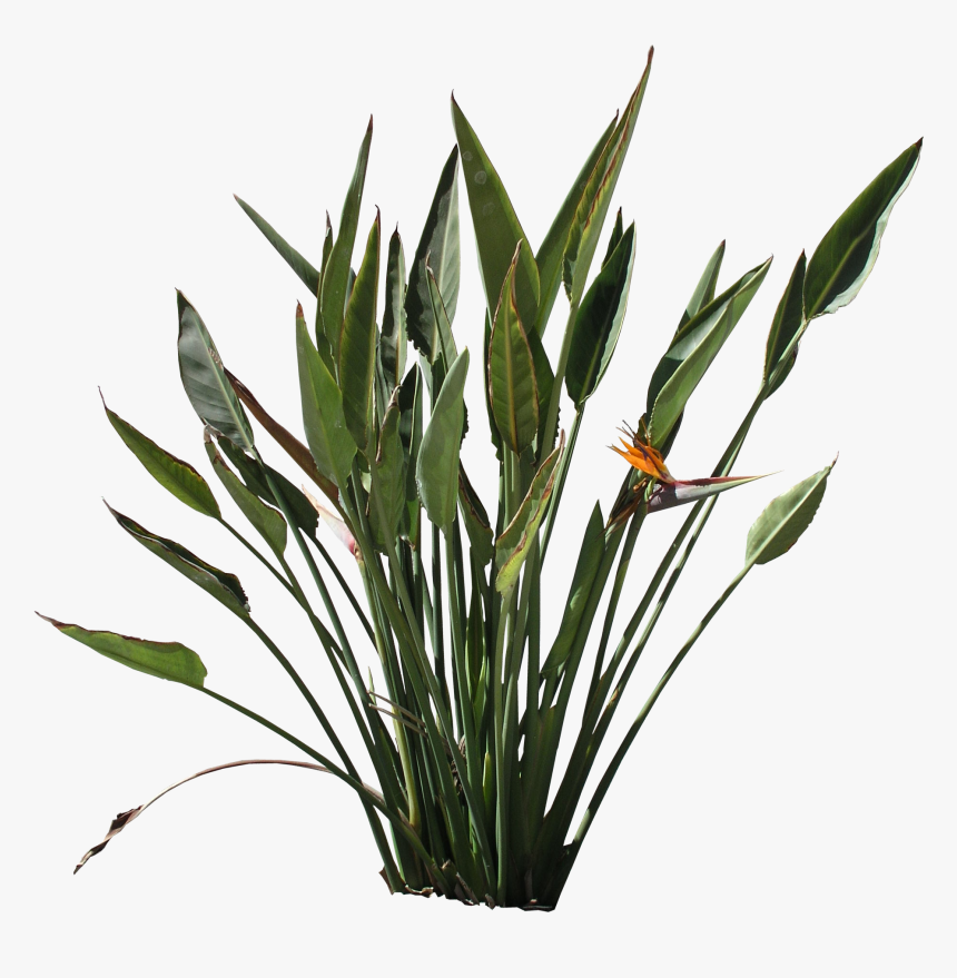 High Quality Strelitzia Reginae Png Flora Png Textures - Furcraea Png, Transparent Png