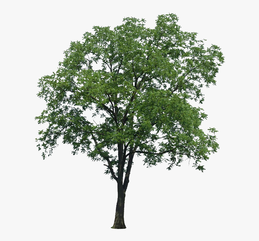 Arboles Png Para Renders - Trump Tower Nyc, Transparent Png