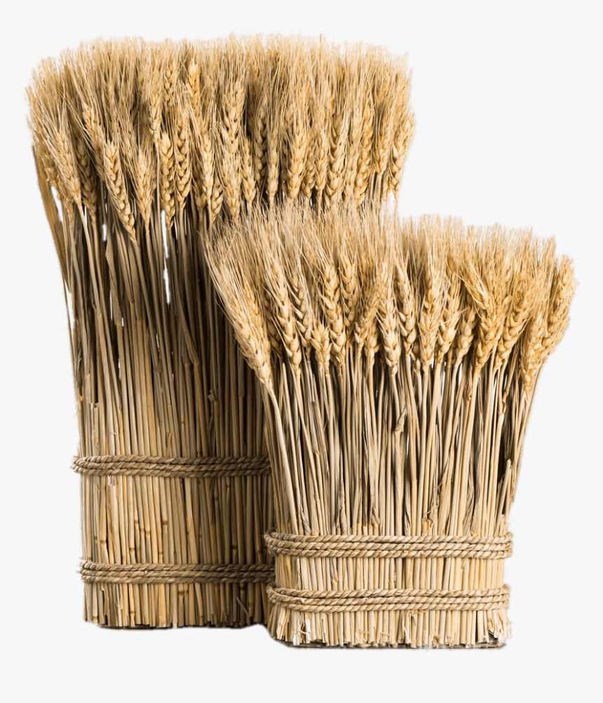 Wheat Bundles, HD Png Download