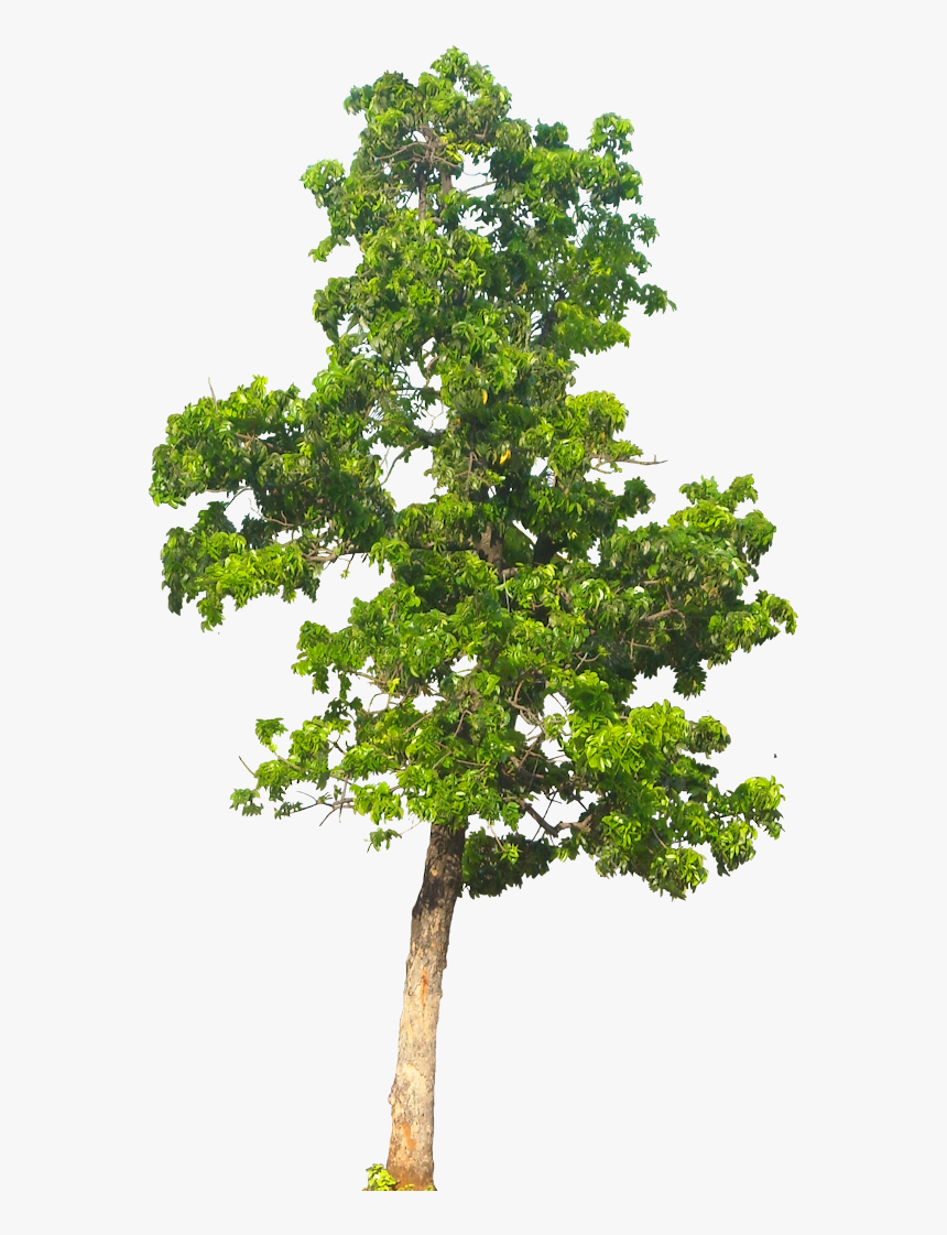 Transparent Background Tree Png, Png Download
