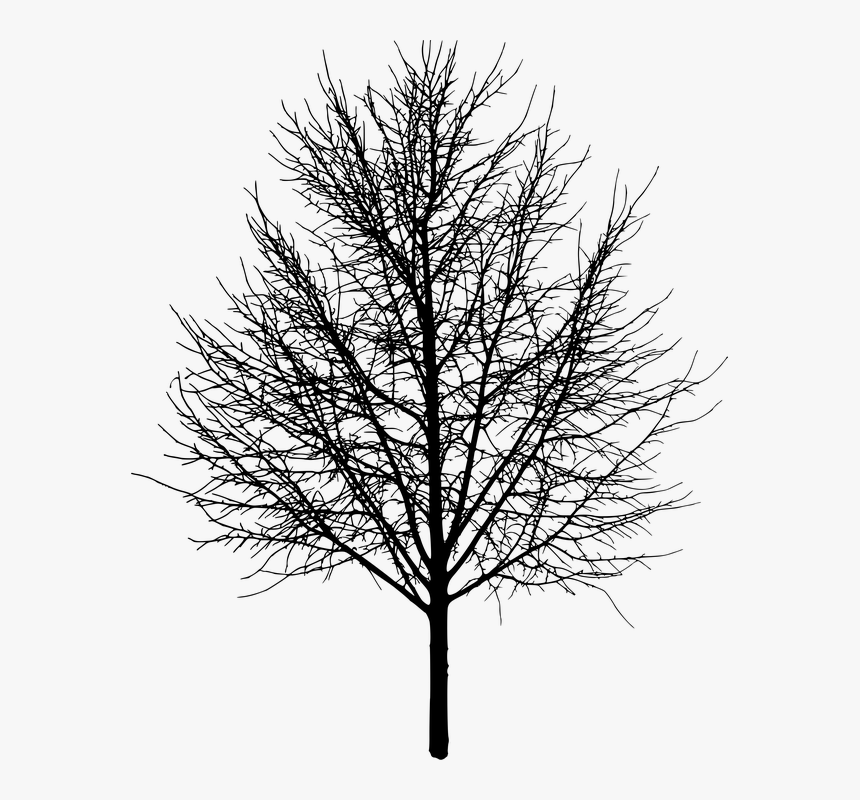 Árbol, Árboles, Naturaleza, Paisaje, Hacer, Recorte - Tree With No Leaves, HD Png Download