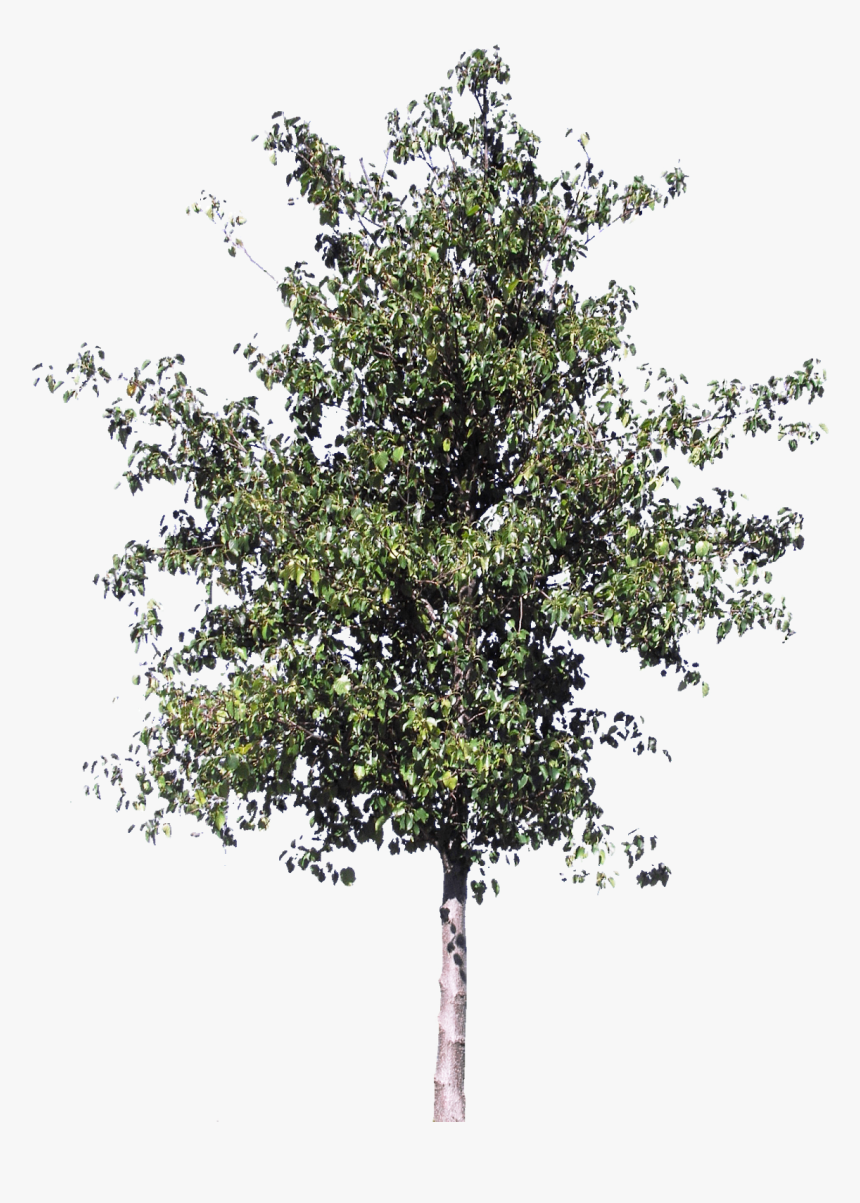 Canoe Birch, HD Png Download