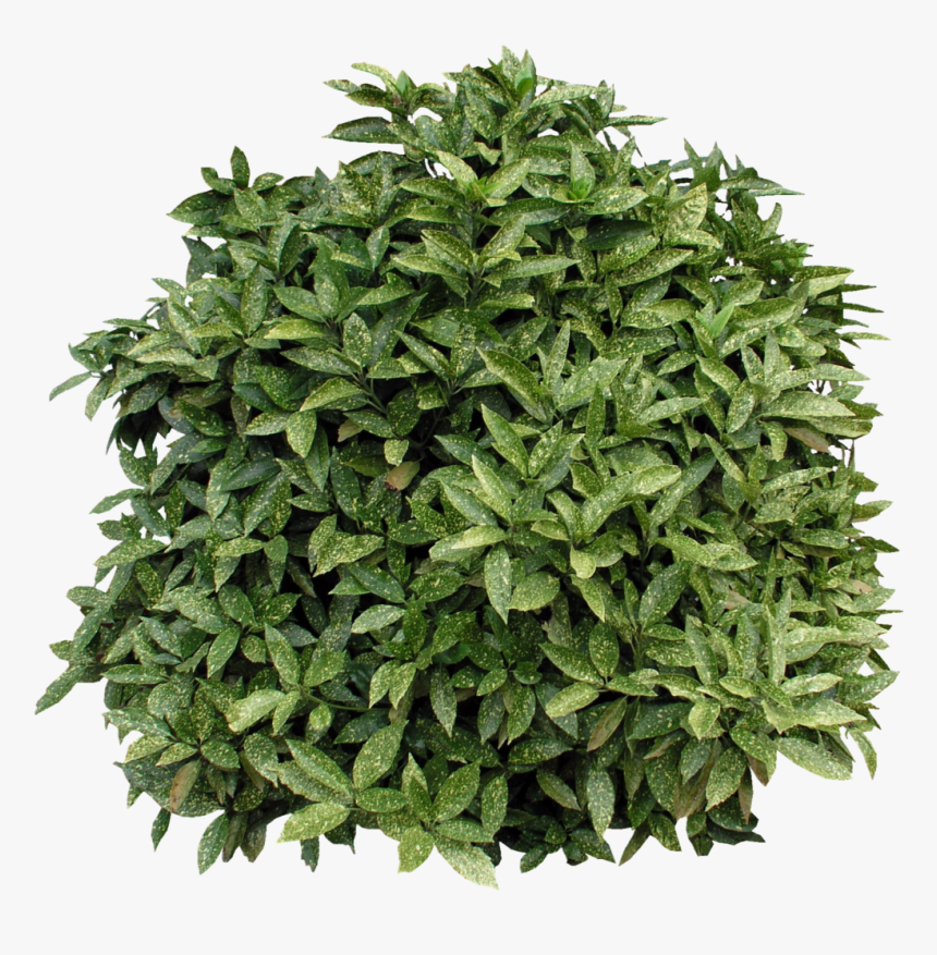 Bushes Clipart, HD Png Download