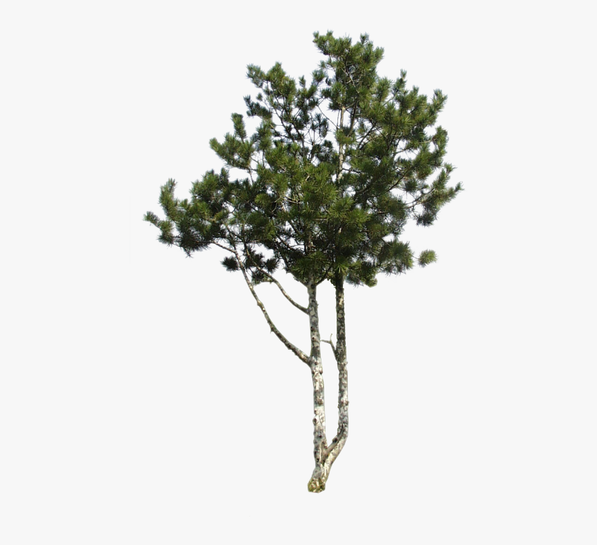 Pond Pine, HD Png Download