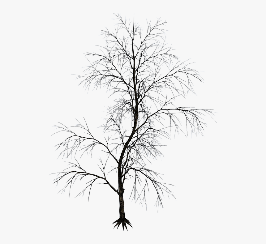 Árbol Aislado, Árbol, Tribu, Estética, Ramas, Silueta - Aesthetic Tree Png, Transparent Png