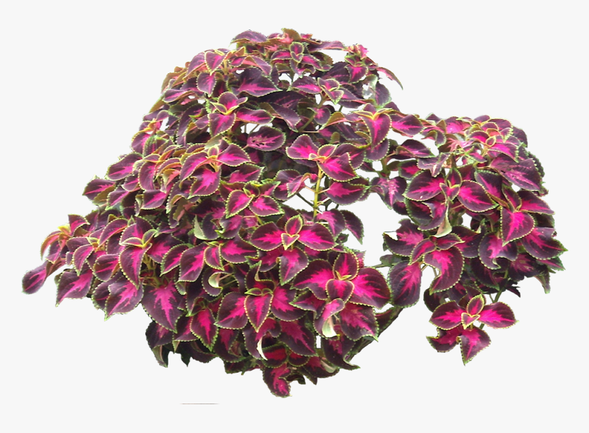 Plectranthus Scutellarioides Png, Transparent Png