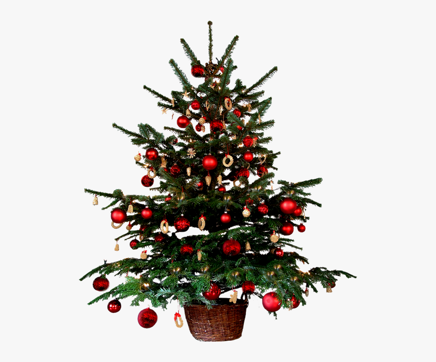 Real Look Xmas Tree, HD Png Download