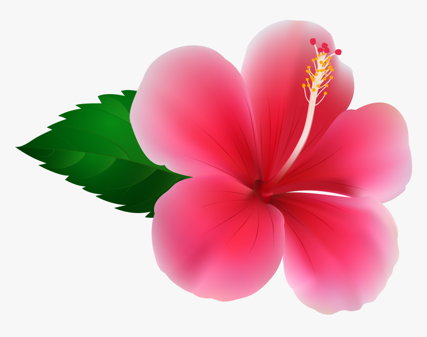 Hibiscus Png Clip - Pink Hibiscus Clip Art, Transparent Png