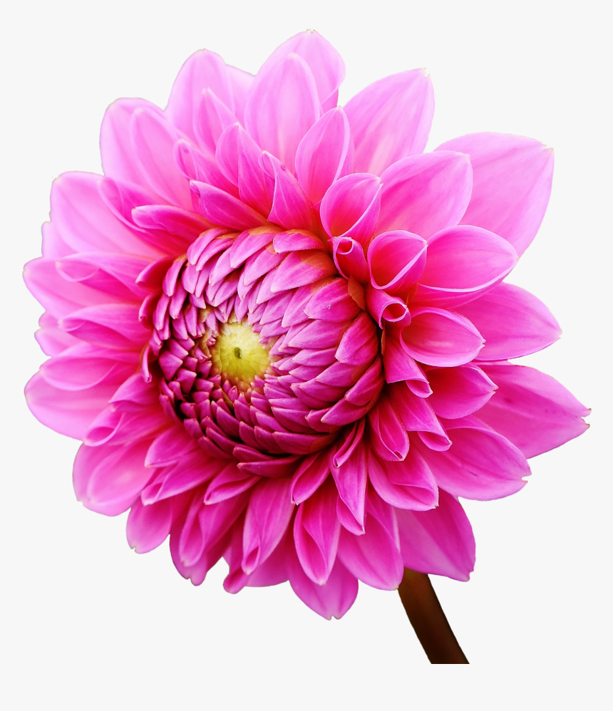 Dahlia Flower Png Image - Dahlia Flower Png, Transparent Png