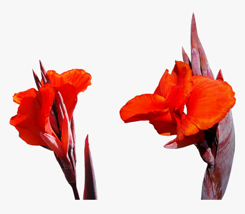 Lily Flower Png Free Picture - High Resolution Images Red Flowers, Transparent Png