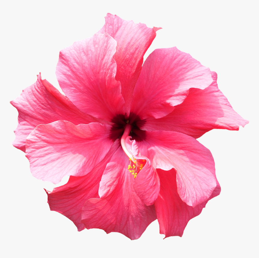 Flower Images Png, Transparent Png