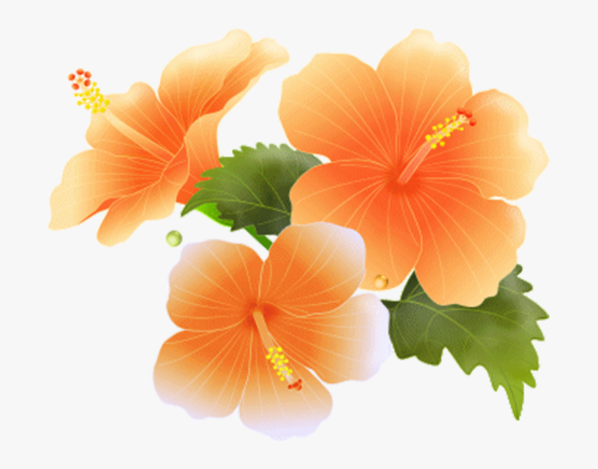 #hibiscus #bloom #frame #flower #border #flowers #white - Clipart Orange Flowers Border, HD Png Download