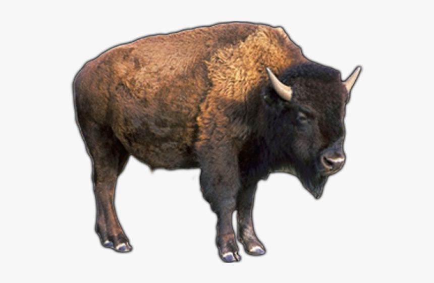 Buffalo Png Transparent Images - Transparent Pictures Of A Buffalo, Png Download