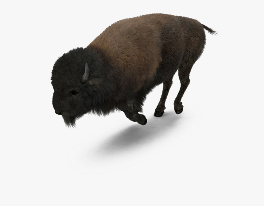 Buffalo American Bison - American Buffalo Png, Transparent Png