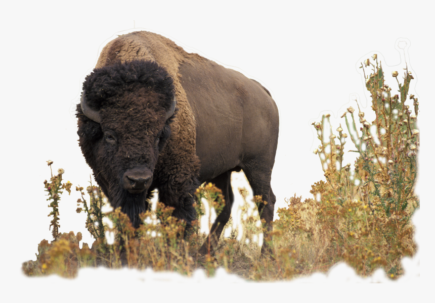 Transparent Buffalo Png - Bison Hd, Png Download