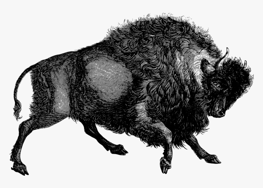 Buffalo, Bison, Animal, Vintage, Line Art, Retro - Old Bull Illustrations, HD Png Download