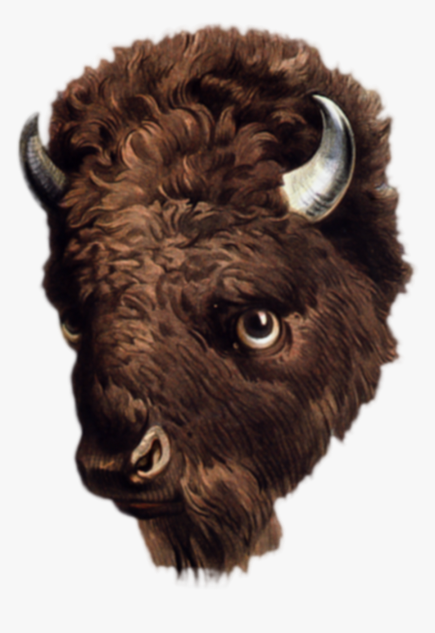 Transparent Free Buffalo Clipart - Real Buffalo Chicken Animal, HD Png Download