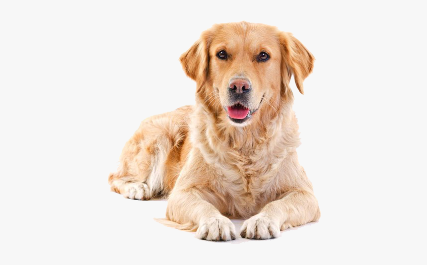 Golden Retriever Png Background - Transparent Background Golden Retriever Png, Png Download