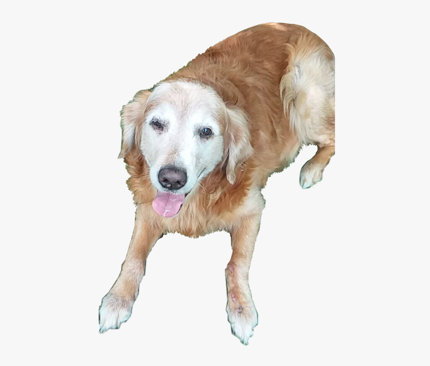 Golden Retriever , Transparent Cartoons - Golden Retriever, HD Png Download