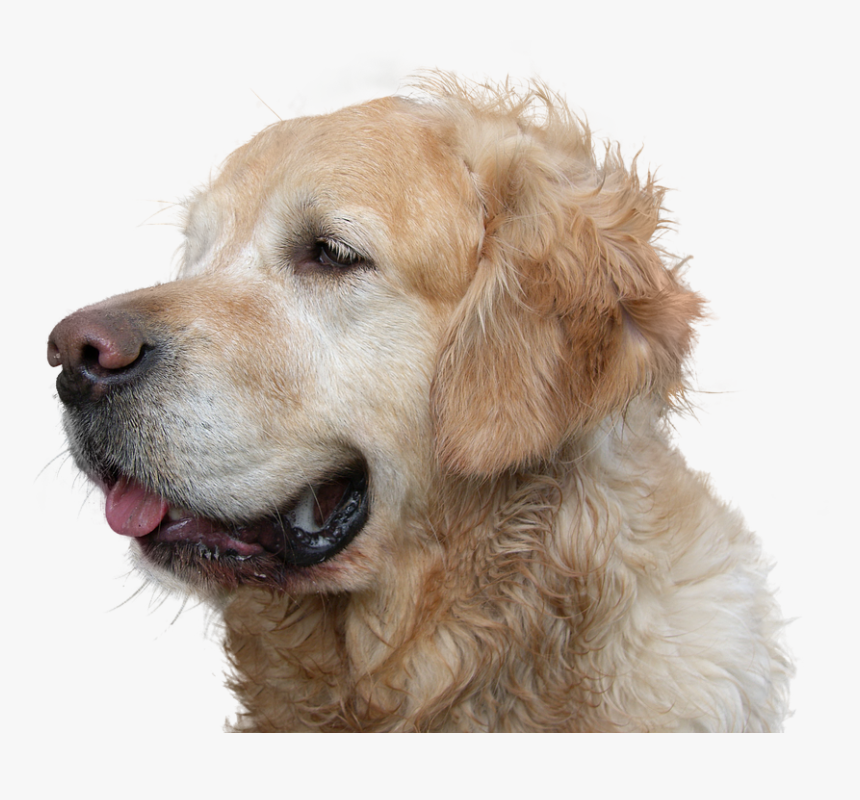 Golden Retriever, Dog, Isolated, Pet, Animal - Dog Png Golden Retriever, Transparent Png