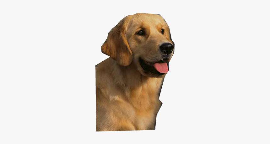 Golden Retriever Png High-quality Image - Golden Retriever Png Cartoon, Transparent Png