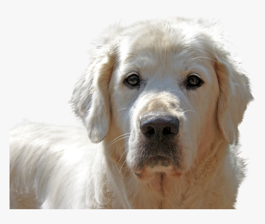 Golden Retriever, Isolated, Dog, Pet, Animal Portrait - Raza De Perro Shiny, HD Png Download