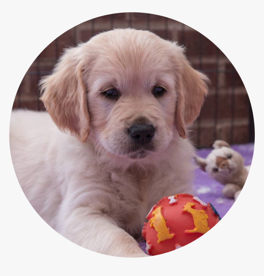 Transparent Golden Retriever Puppy Png - Golden Retriever, Png Download
