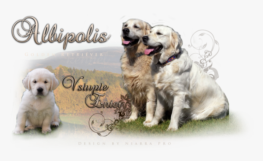 Golden Retriever Kennel - Golden Retriever, HD Png Download