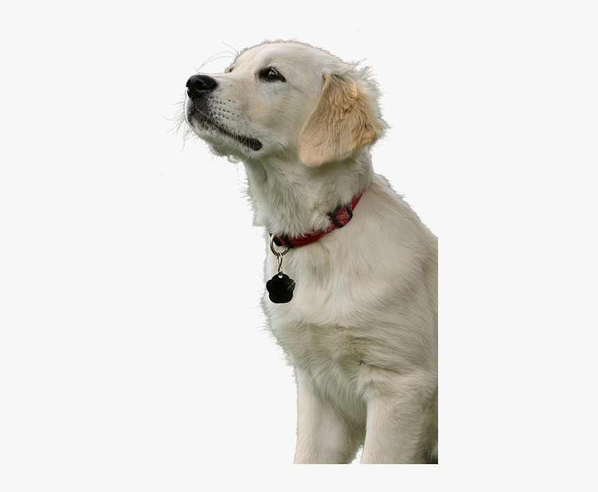 Golden Retriever, Dog, Animal, Pet, Purebred Dog - หมา โก ล เด้ น ถ่าย สตู, HD Png Download