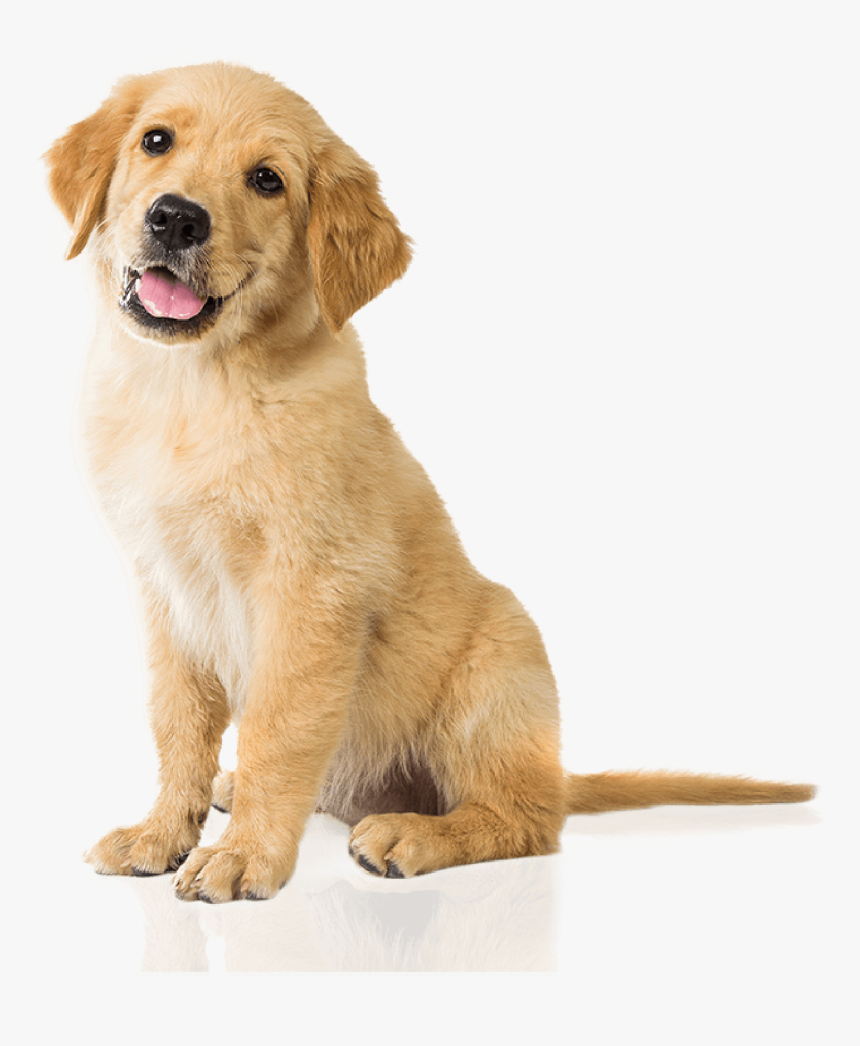 Bow Wow Gourmet Dog Treats Are Healthy Natural Low - Golden Retriever, HD Png Download
