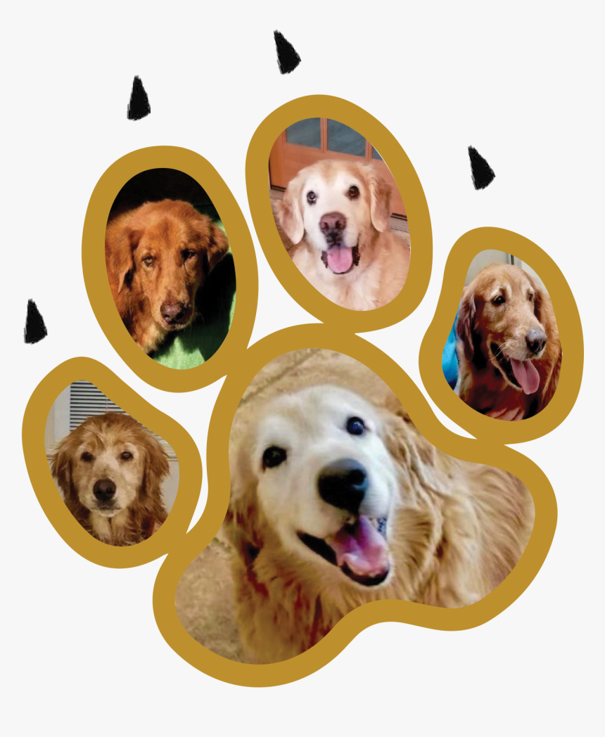 Golden Retriever, HD Png Download