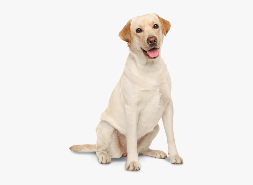 Golden Irish Labrador Chesapeake Bay Water Spaniel - Labrador Retriever Png, Transparent Png